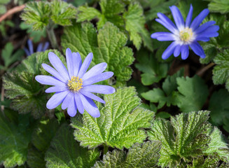 fiori blu di anemone con foglie verdi