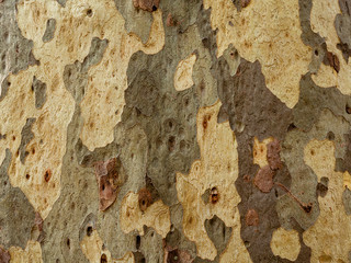 The surface of the bark of a tree trunk plane tree