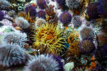 Close up od Anemone surrounded by urchins