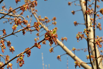 In nature, the maple (Acer negundo) blooms