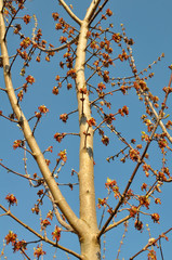 In nature, the maple (Acer negundo) blooms