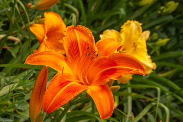 orange yellow daylilies