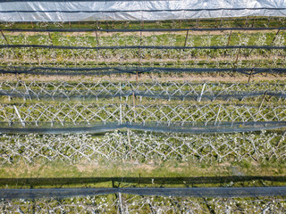 Aerial view of apple orchard with small trees blooming. Concept of organic agriculture.