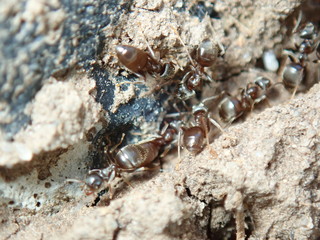 ant on the ground