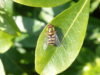 fly on leaf
