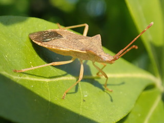 green grasshopper on a leaf