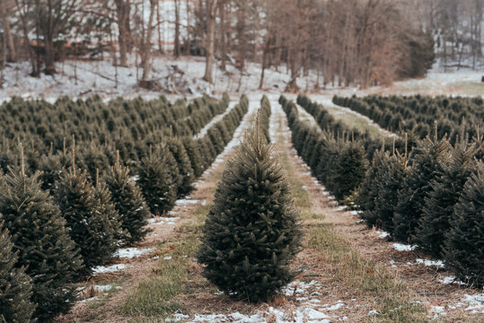 Christmas tree farm