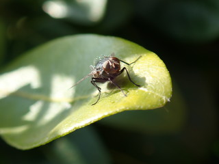 fly on leaf