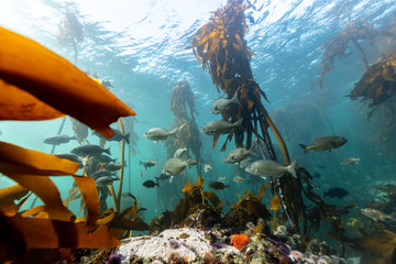 school of silver fish in a kelp forest
