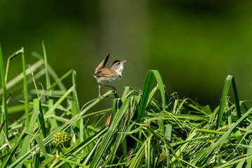 Marsh Wren attracts on spring a bird woman by beautiful singing
in his nesting area
