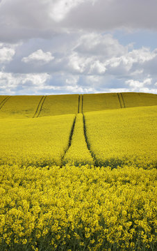 Rapeseed field on Danish hill in spring