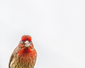 Male House Finch (Haemorhous mexicanus), Los Angeles, CA.