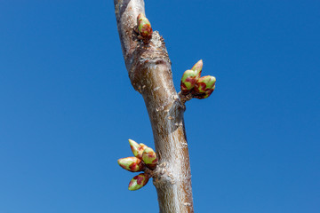 Sweet Cherry Spring Blossom Closeup