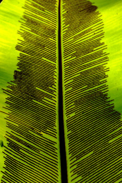 Fototapeta Close up of exotic jungle leaf.