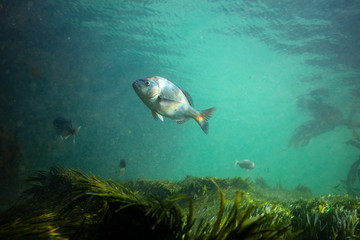 Cape Bream fish over seagrass