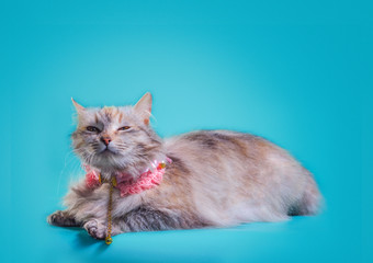 Fototapeta na wymiar ginger fluffy cat in a pink collar on a turquoise background
