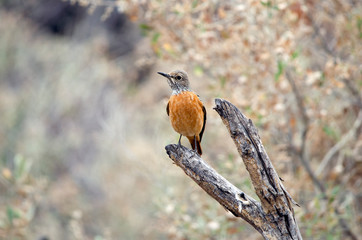 Close-up of short-toed rock thrush, striking view, Namibia