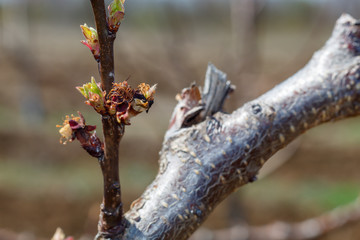 Apricot Tree in Blossom damaged by Spring Frost