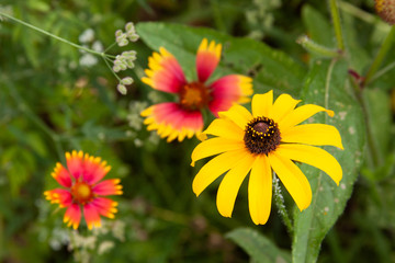 blanketflower rudbeckia
