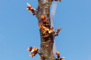 Apricot Tree in Blossom damaged by Spring Frost