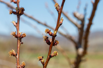 Apricot Tree in Blossom damaged by Spring Frost