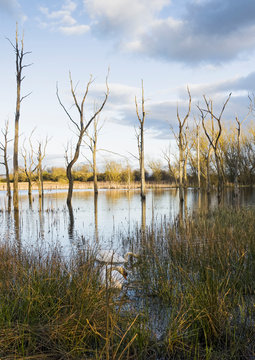 Arcot Lake with swans