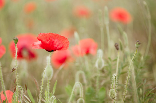 Red field poppies