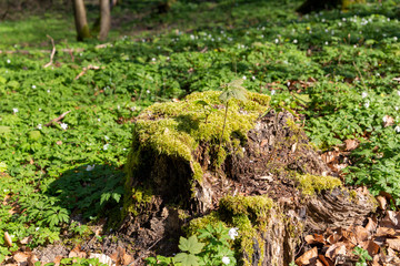 Bemooster Baumstumpf