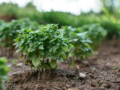 Green dwarf Basil
