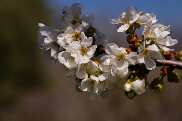 Cherry tree blossom; Prunus avium L