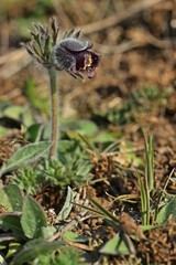 Wiesen-Küchenschelle (Pulsatilla pratensis) auf Steppenrasen im Kyffhäuser Land