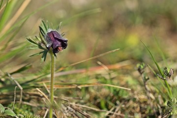 Wiesen-Küchenschelle (Pulsatilla pratensis) auf Steppenrasen im Kyffhäuser Land