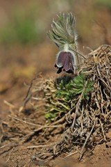 Obraz premium Wiesen-Küchenschelle (Pulsatilla pratensis) auf Steppenrasen im Kyffhäuser Land