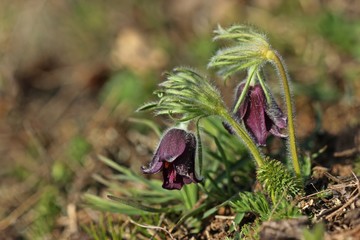 Wiesen-Küchenschelle (Pulsatilla pratensis) auf Steppenrasen im Kyffhäuser Land