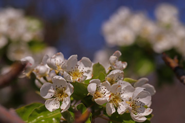 Apple tree flower; Malus domestica
