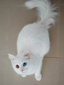 life photo white furry cat with different eyes