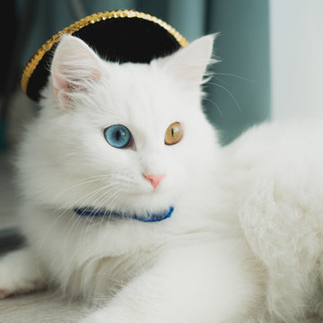 life photo white furry cat with different eyes