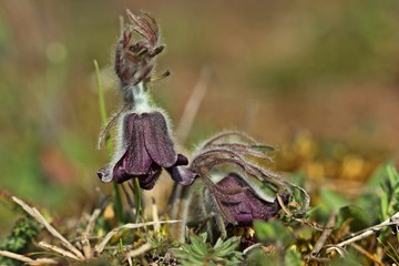 Wiesen-Küchenschelle (Pulsatilla pratensis) auf Steppenrasen im Kyffhäuser Land