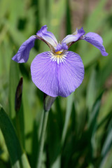 Blue Japanese Blooming Iris Closeup