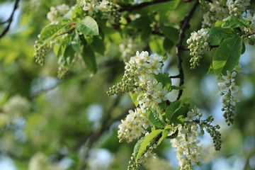 weiße Blumen, weißer Baum, weißer blühender Baum, Cashewblume, Quittenblume, Pflaumenblume, Frühling, Knospe