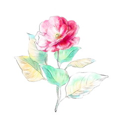 Pink romantic flower with leaves isolated on white background. Art painting botanical illustration. Elegant watercolor drawing