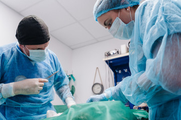Surgery Of A Dog In A Veterinary Clinic.