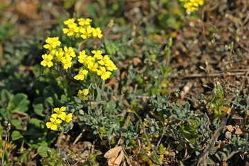 Berg-Steinkraut (Alyssum montanum) auf Steppenrasen im Kyffhäuser Land