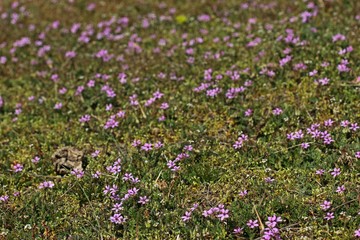 Gewöhnlicher Reiherschnabel (Erodium cicutarium) auf Steppenrasen