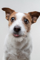 the dog licks lips. Funny jack russell terrier on a light background. Pet at home