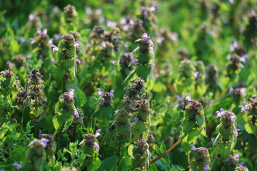 wilde Gänseblümchen