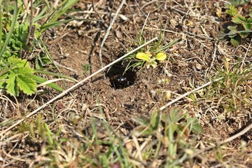 Subadulte männliche Feldgrille (Gryllus campestris) vor ihrer Wohnröhre