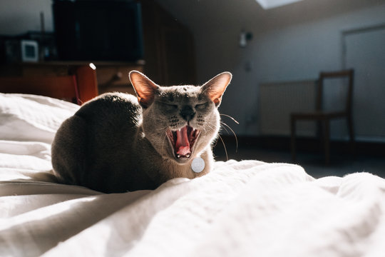 Cat Yawns