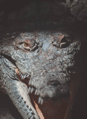 close up of a crocodile
