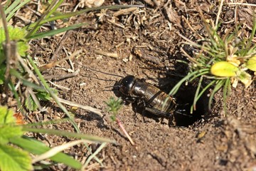 Subadulte männliche Feldgrille (Gryllus campestris) vor ihrer Wohnröhre
